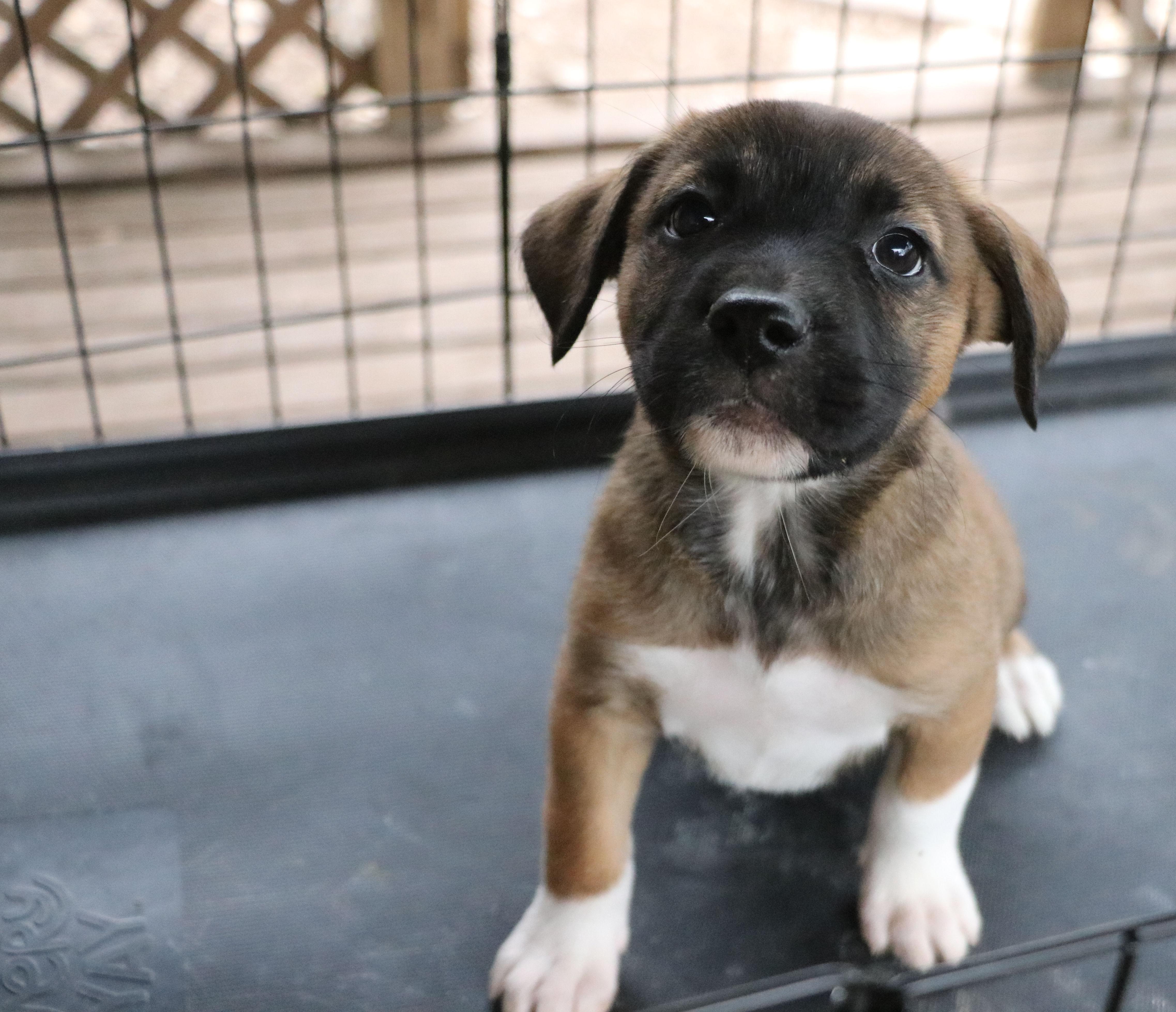 Enlarge Libby L, an adopted Mixed Breed in Cape Neddick, ME image 6/6