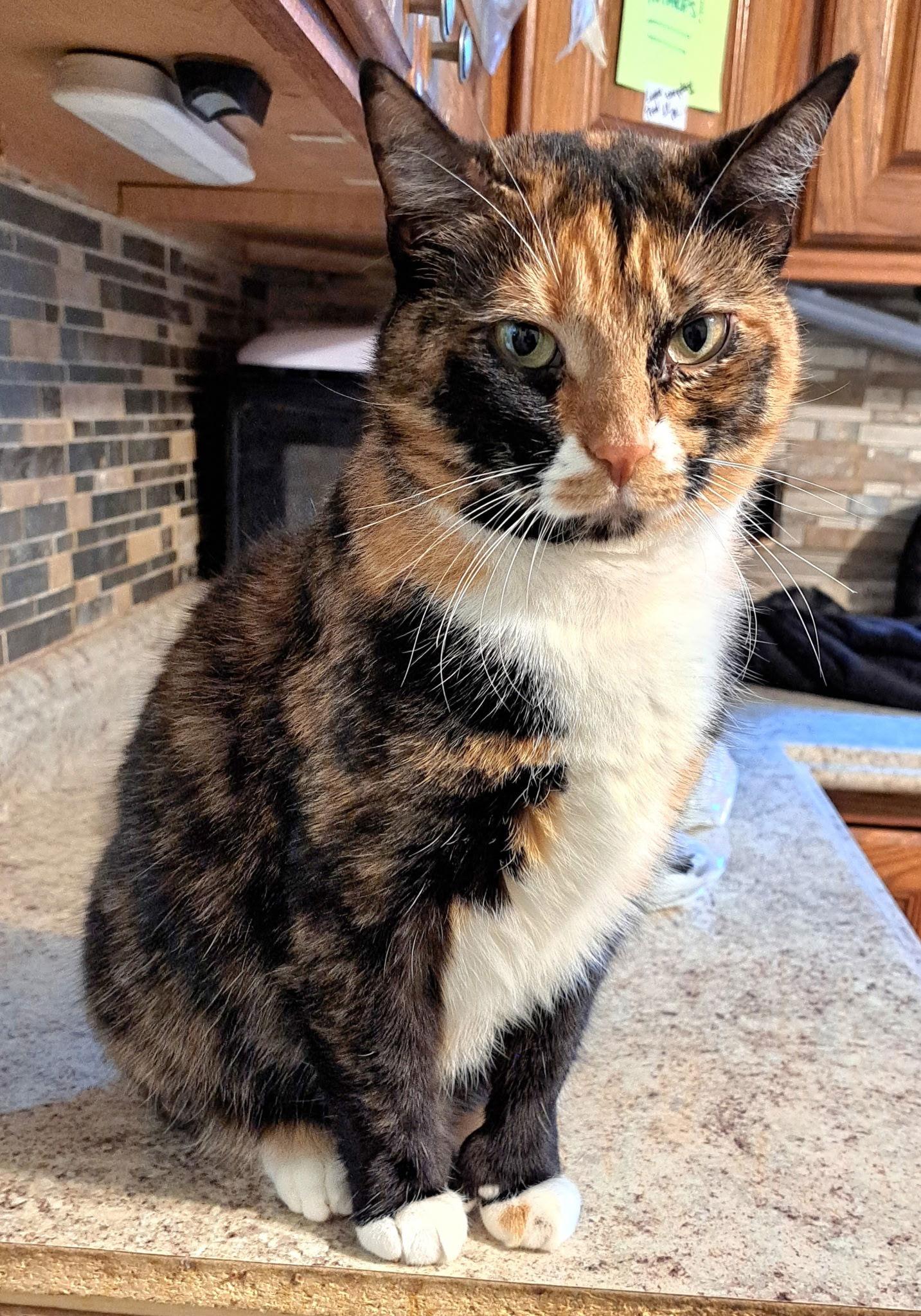 Acme with extra toes!, Adoptable, Adult Female Domestic Short Hair.