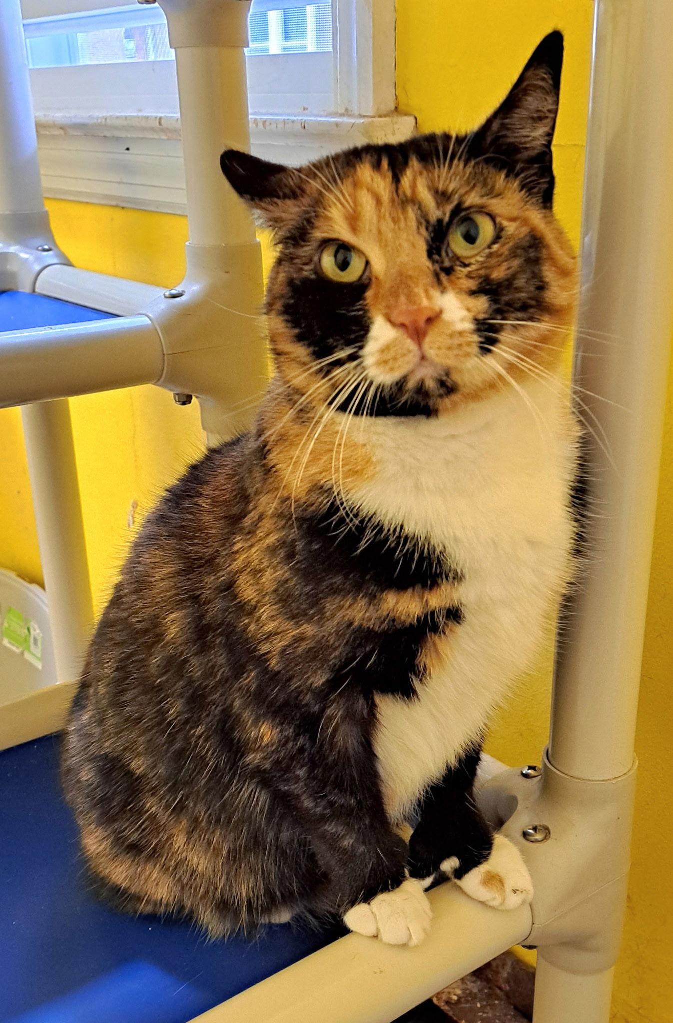 Acme with extra toes!, a Adoptable Domestic Short Hair in Broomall, PA image 2/3