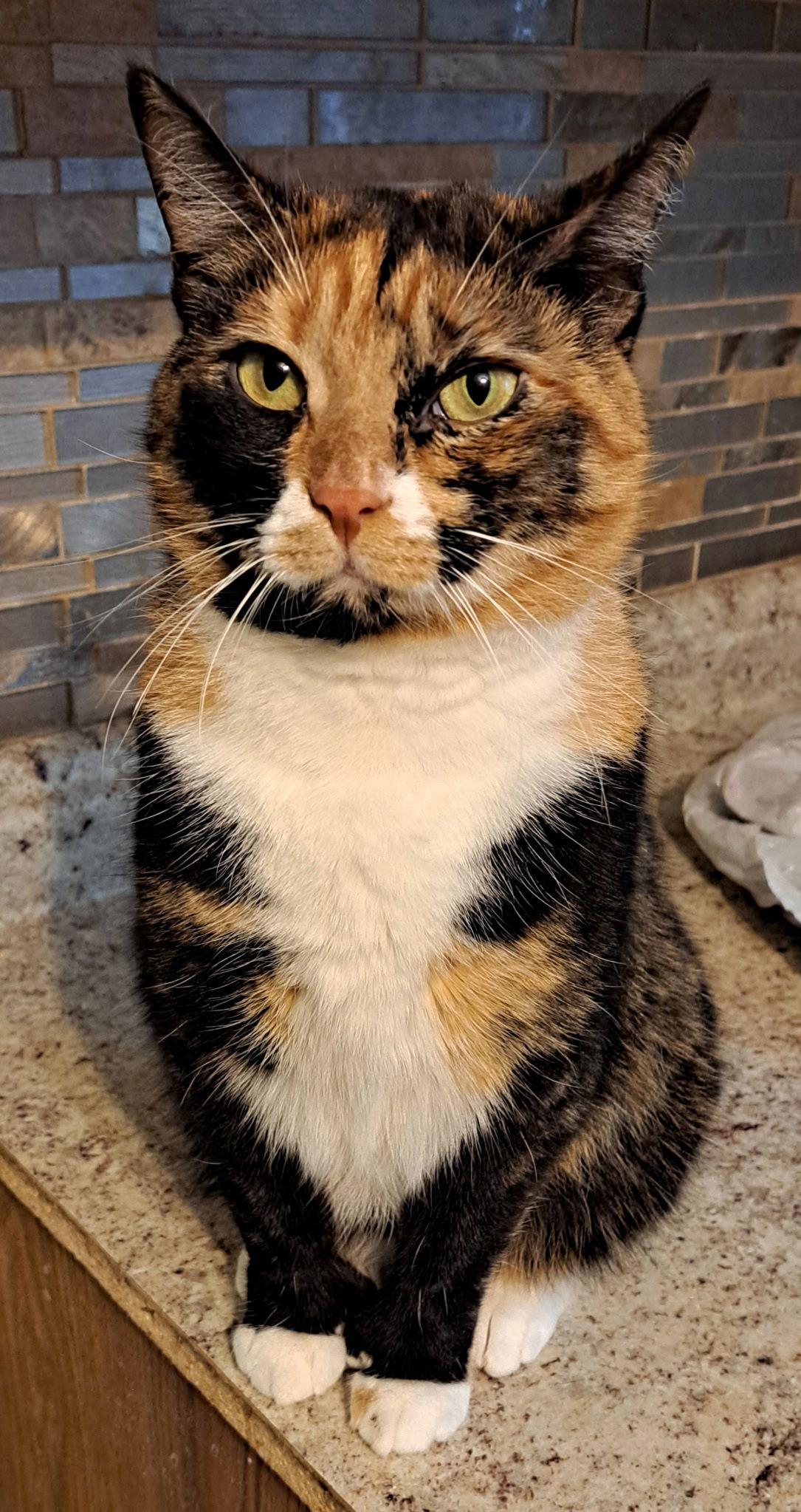 Acme with extra toes!, a Adoptable Domestic Short Hair in Broomall, PA image 3/3