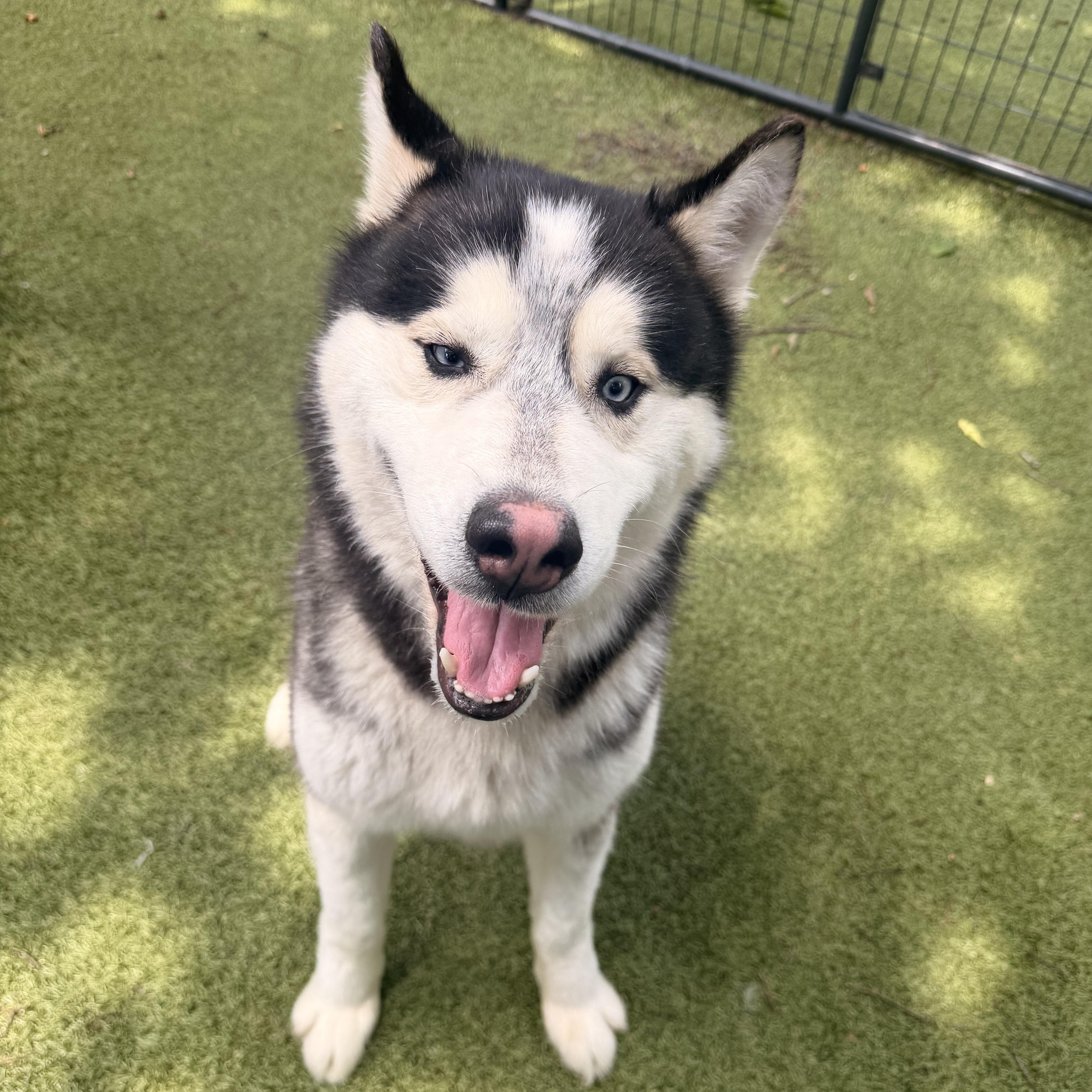 Enlarge Army, a ADOPTABLE Siberian Husky in Spring City, PA image 3/5