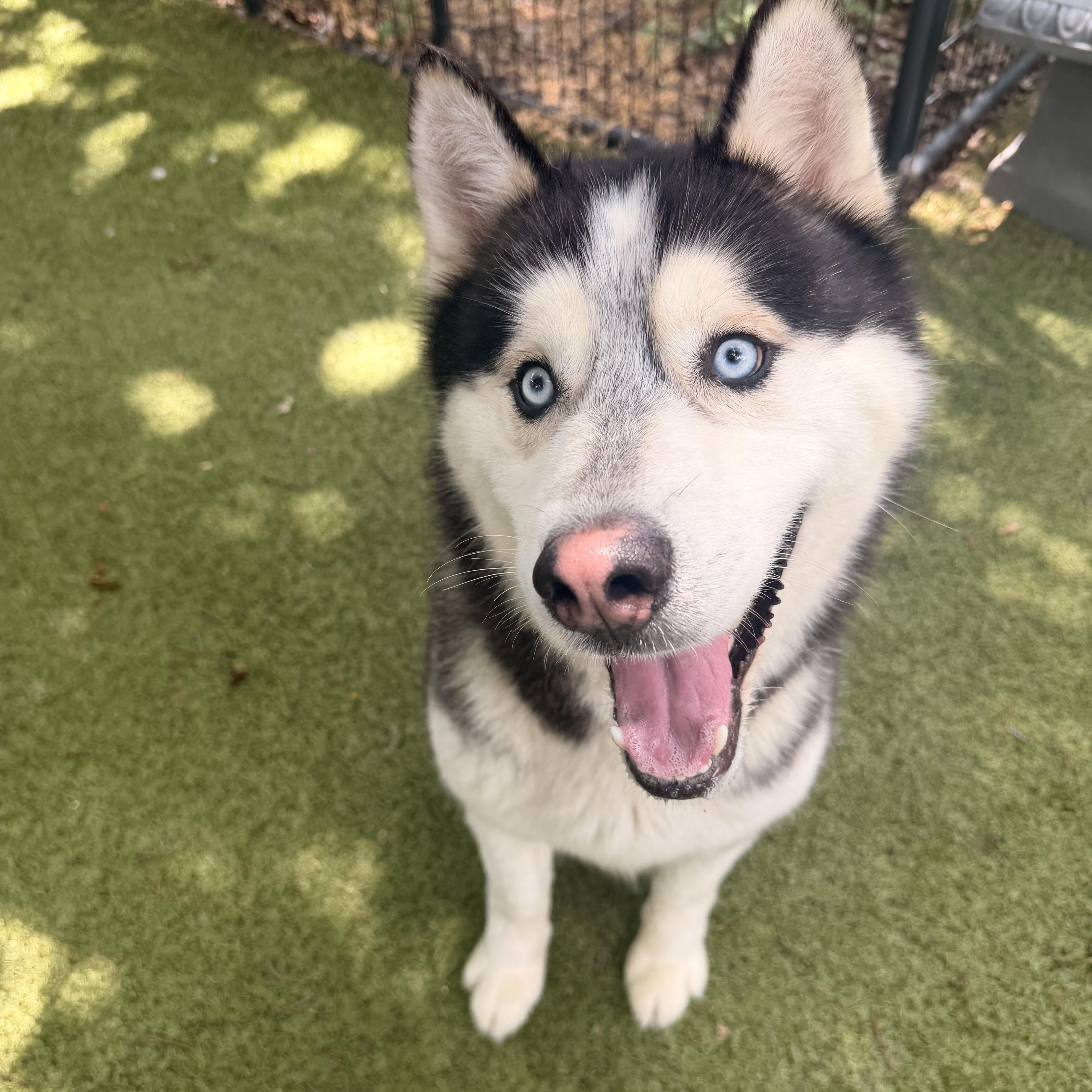 Enlarge Army, a ADOPTABLE Siberian Husky in Spring City, PA image 4/5