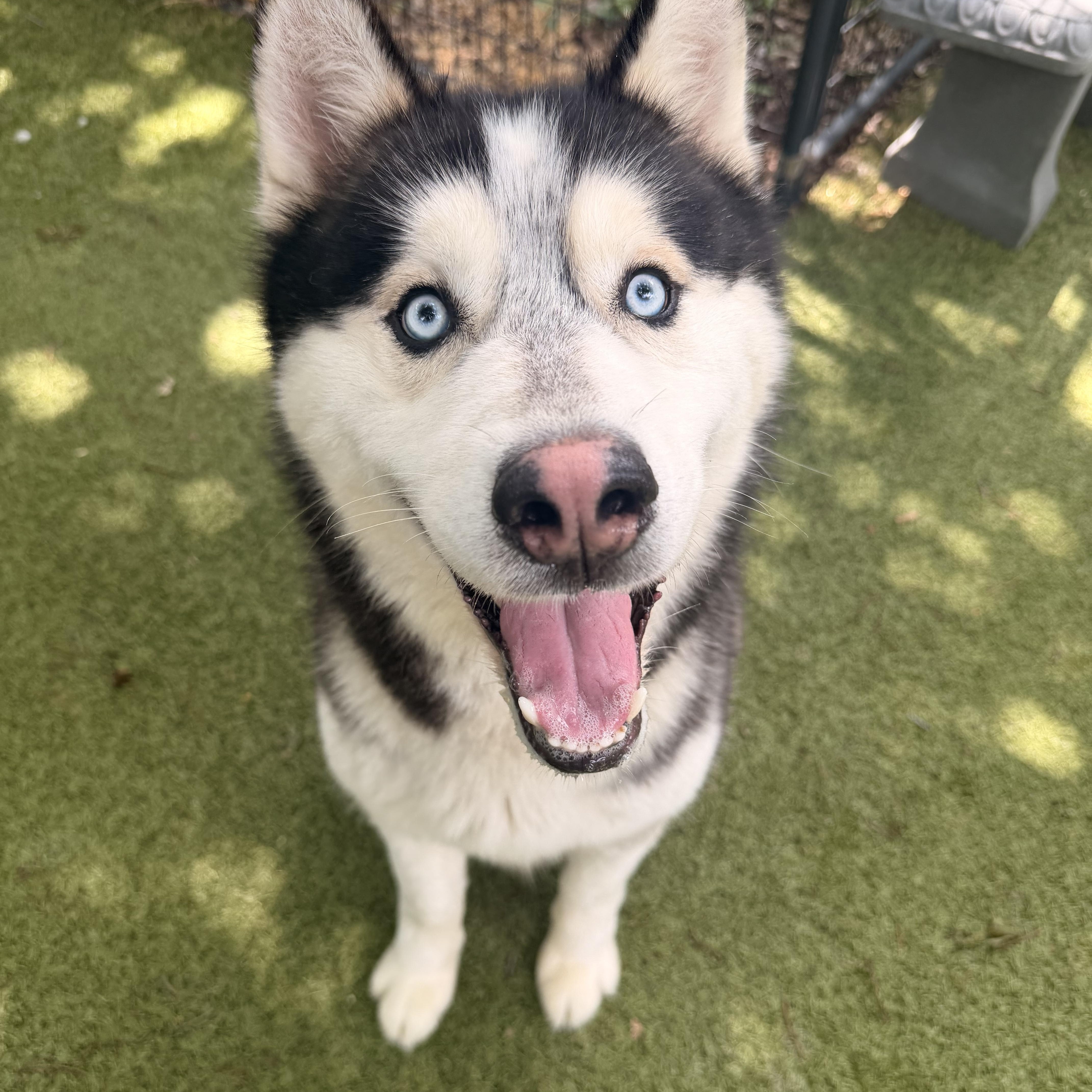 Enlarge Army, a ADOPTABLE Siberian Husky in Spring City, PA image 1/5