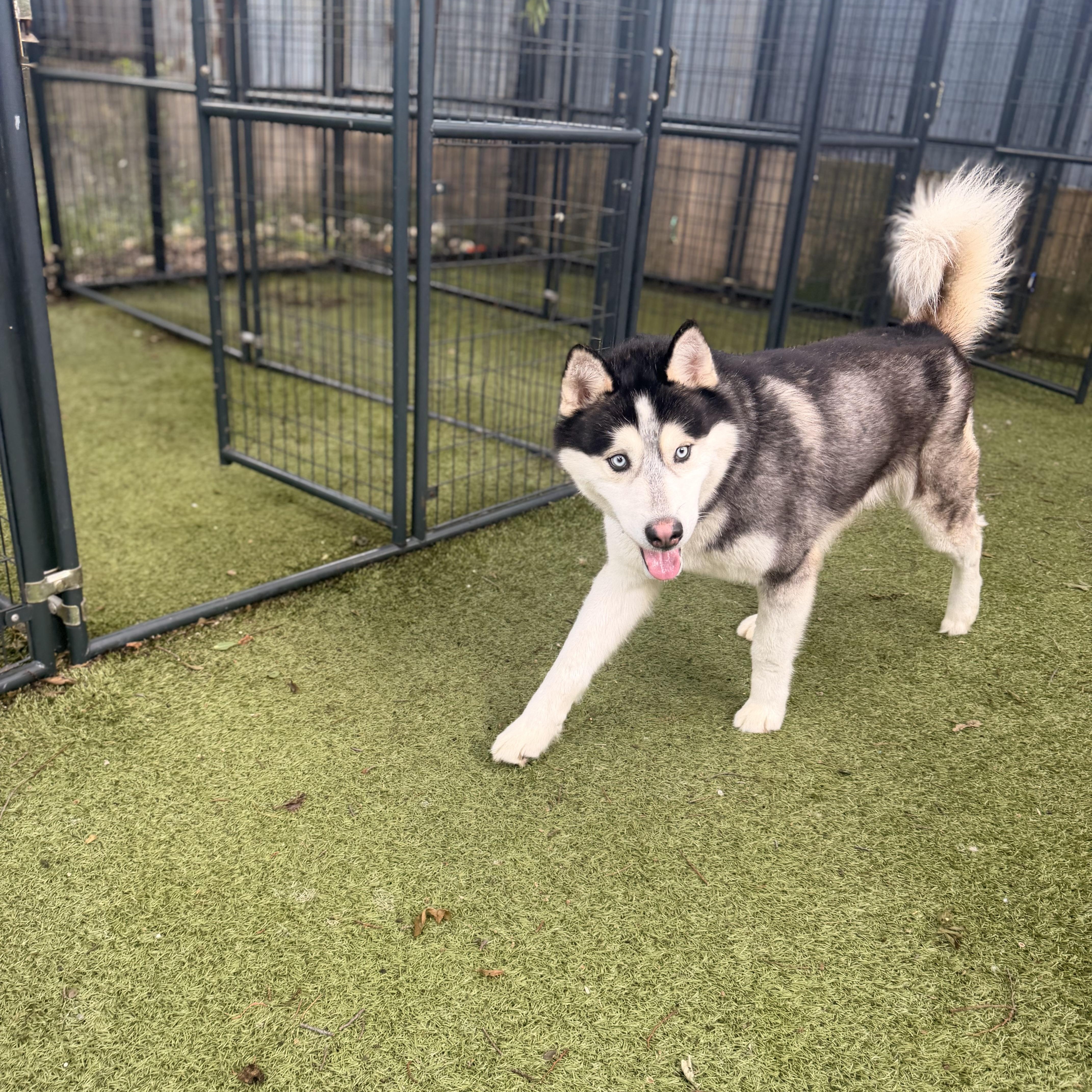Enlarge Army, a ADOPTABLE Siberian Husky in Spring City, PA image 5/5