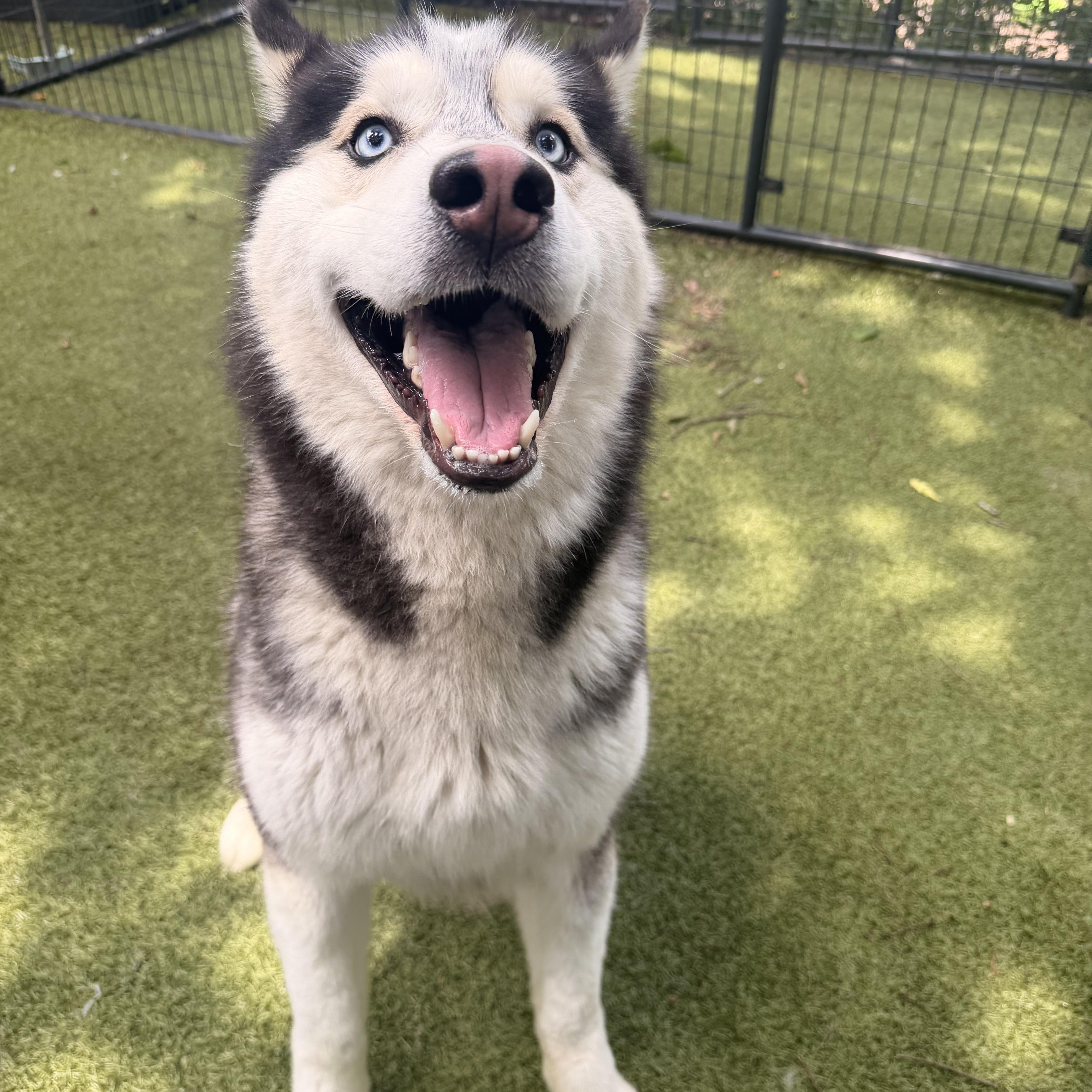 Enlarge Army, a ADOPTABLE Siberian Husky in Spring City, PA image 2/5