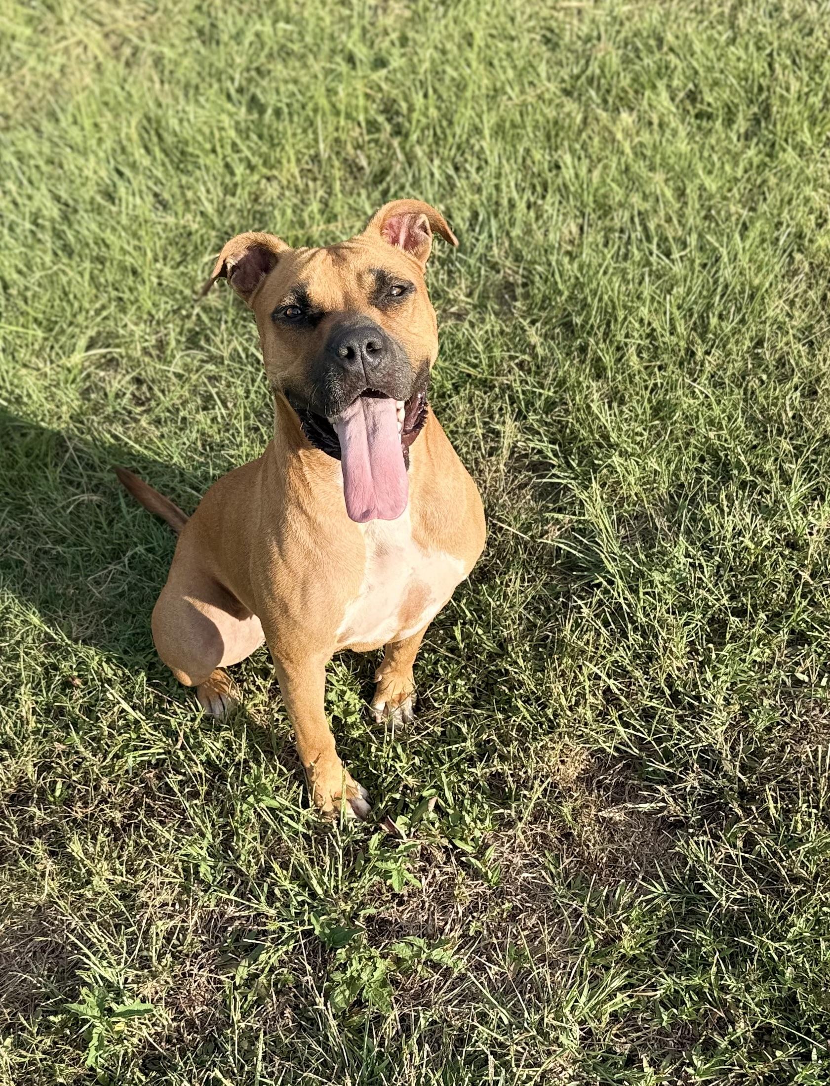 Girl, Adoptable, Adult Female Mixed Breed.