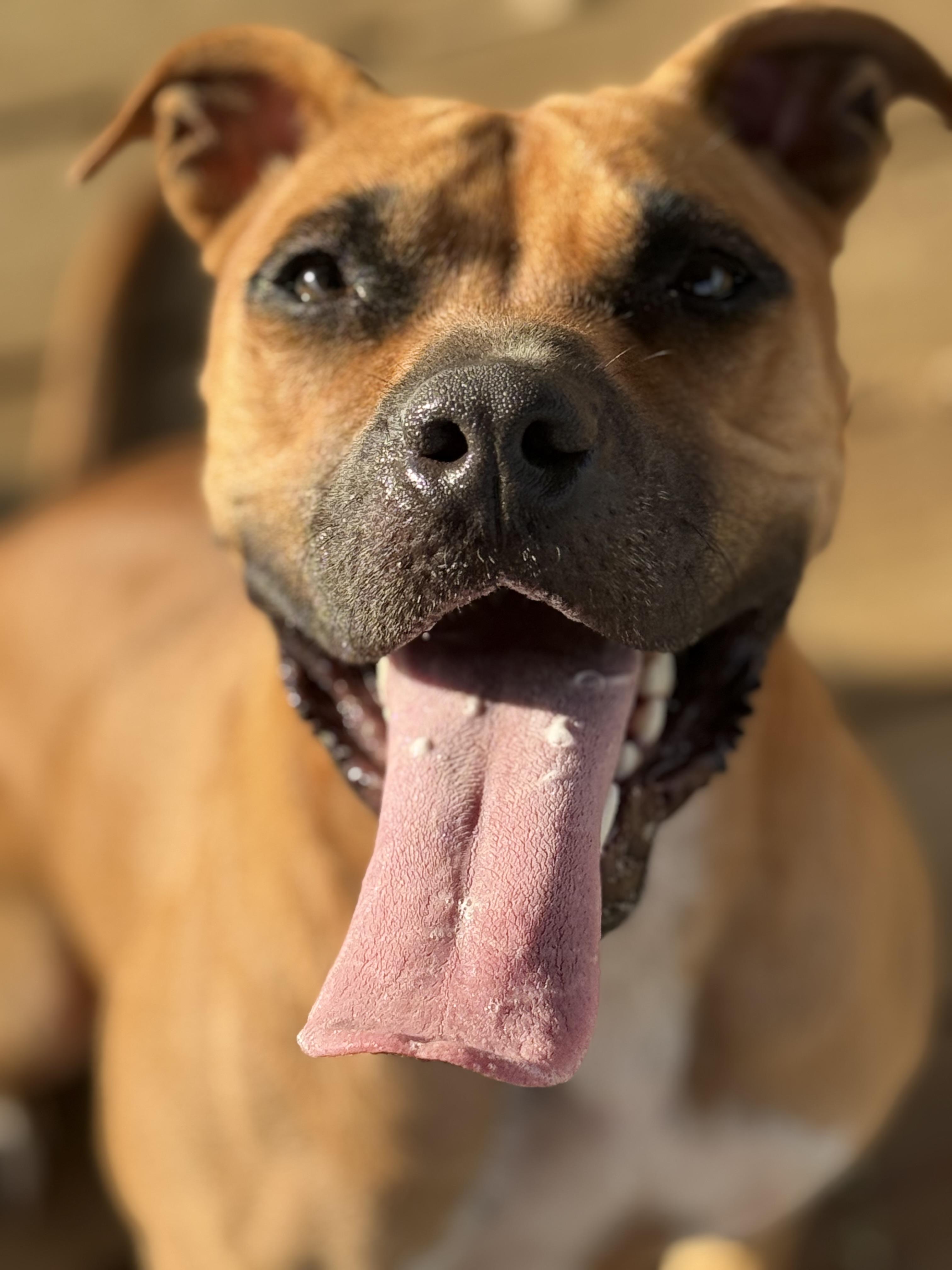 Enlarge Girl, a Adoptable Mixed Breed in Springhill, LA image 3/5
