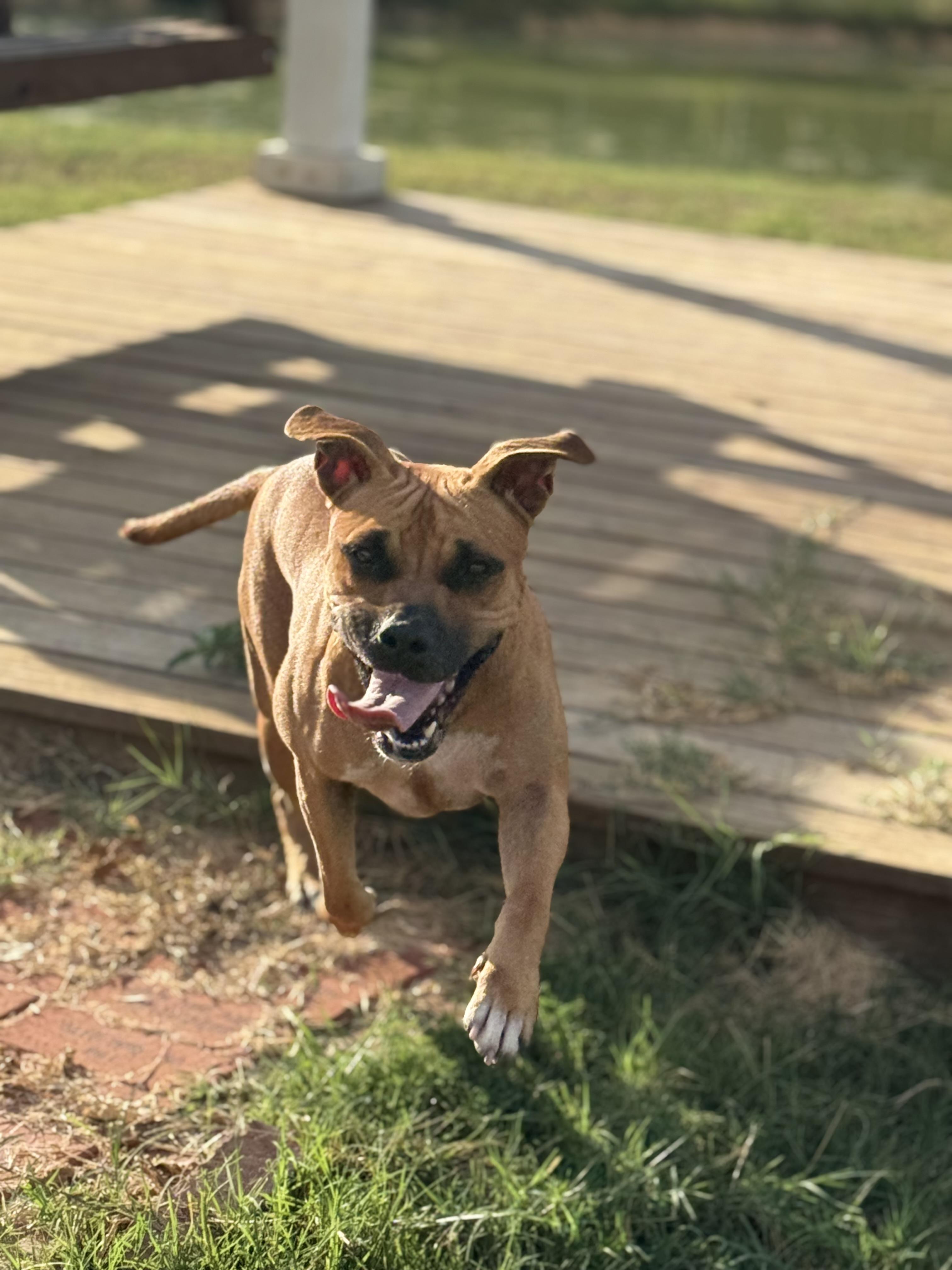 Enlarge Girl, a Adoptable Mixed Breed in Springhill, LA image 2/5