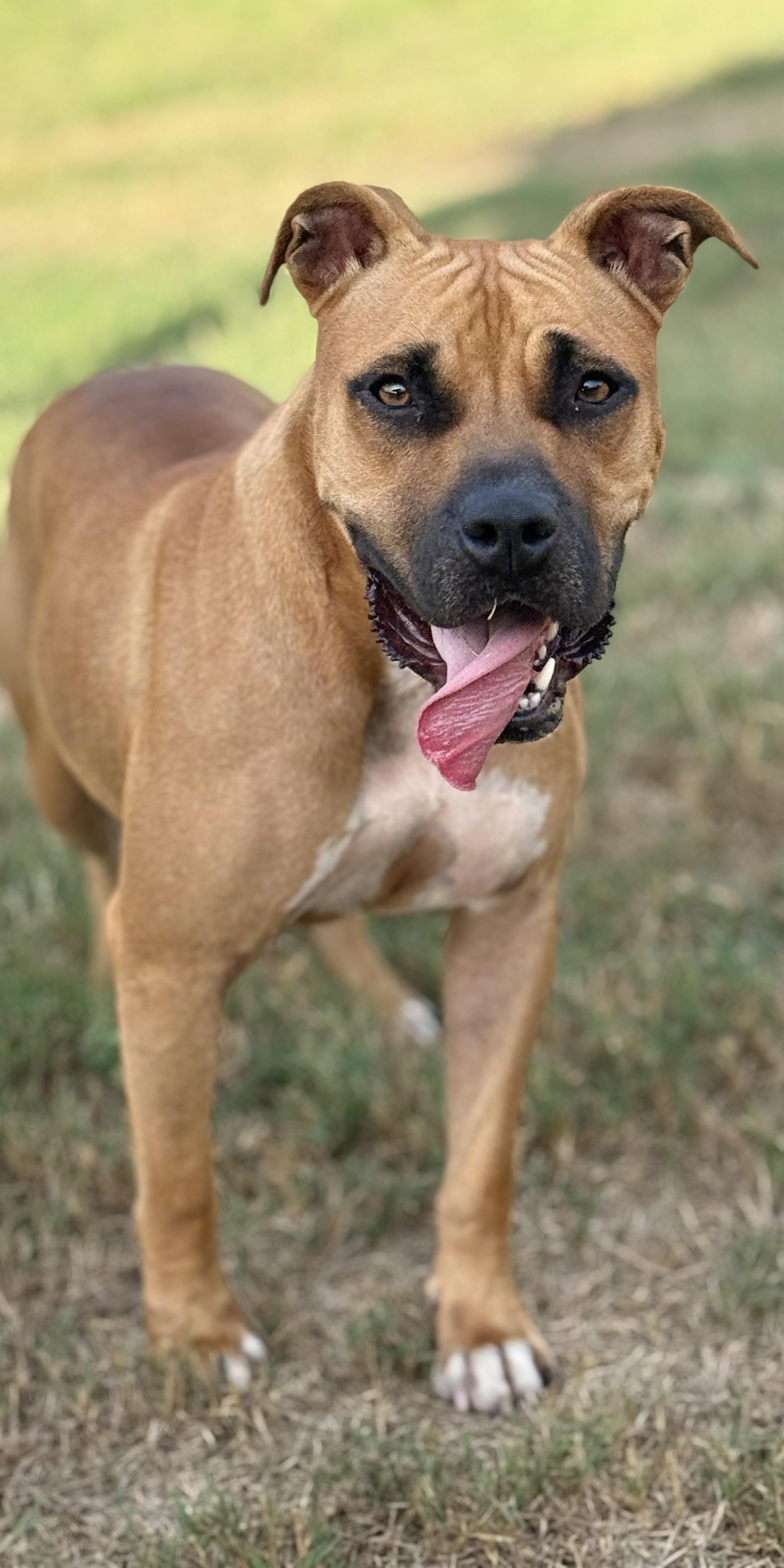 Enlarge Girl, a Adoptable Mixed Breed in Springhill, LA image 4/5