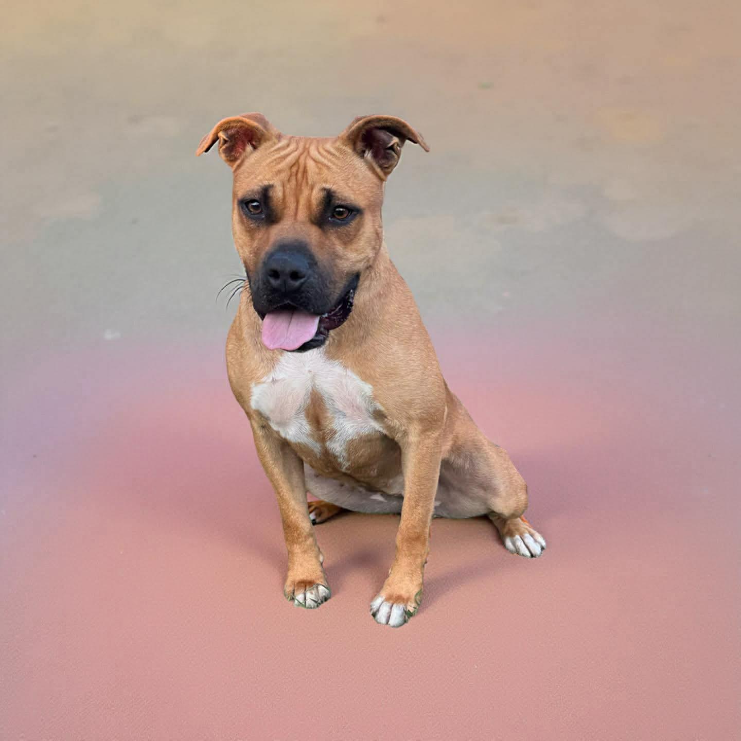 Girl, ADOPTABLE, Adult Female Mixed Breed.