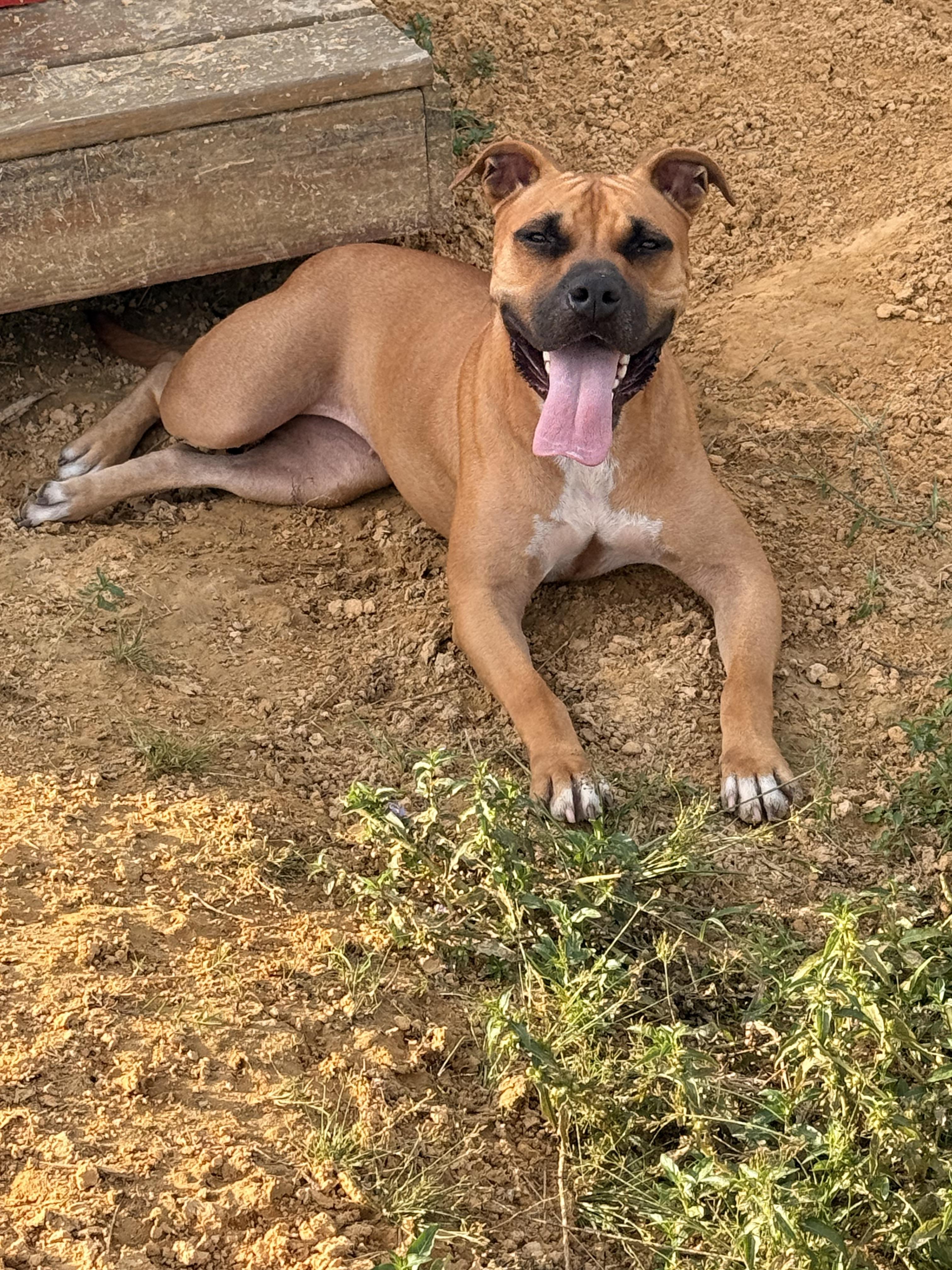 Enlarge Girl, a Adoptable Mixed Breed in Springhill, LA image 5/5