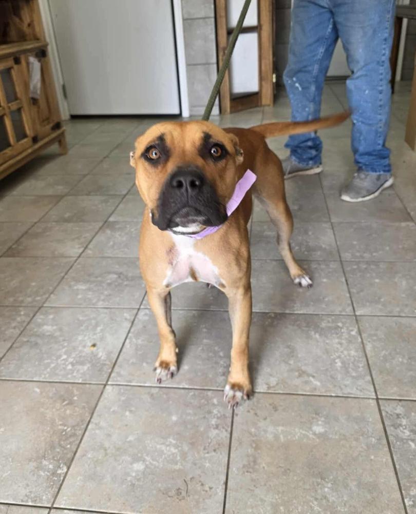 Girl, a ADOPTABLE Mixed Breed in Springhill, LA image 2/2