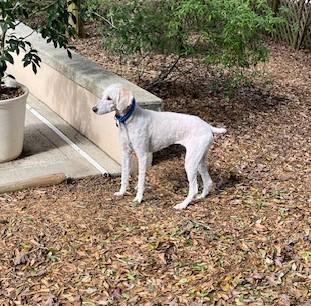 Honey, an adopted Standard Poodle in Pensacola, FL image 3/3