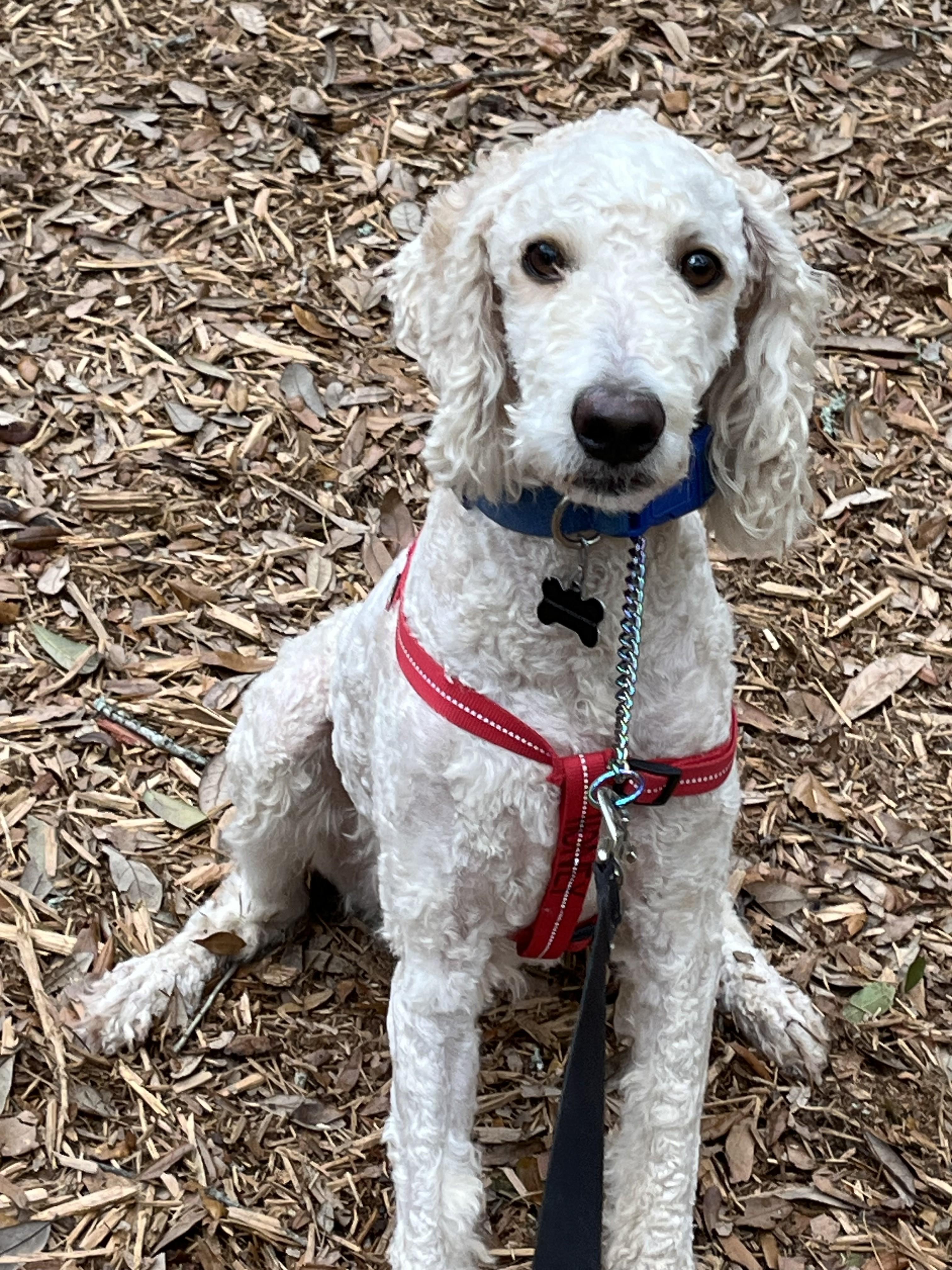 Honey, adopted, Young Female Standard Poodle.