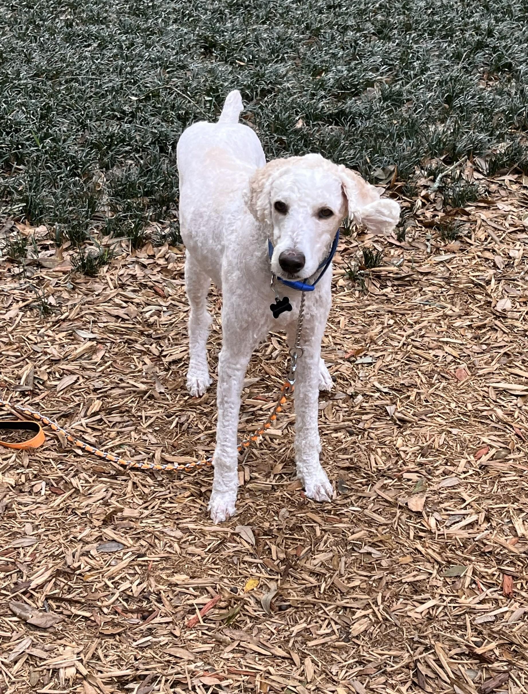 Honey, an adopted Standard Poodle in Pensacola, FL image 2/3