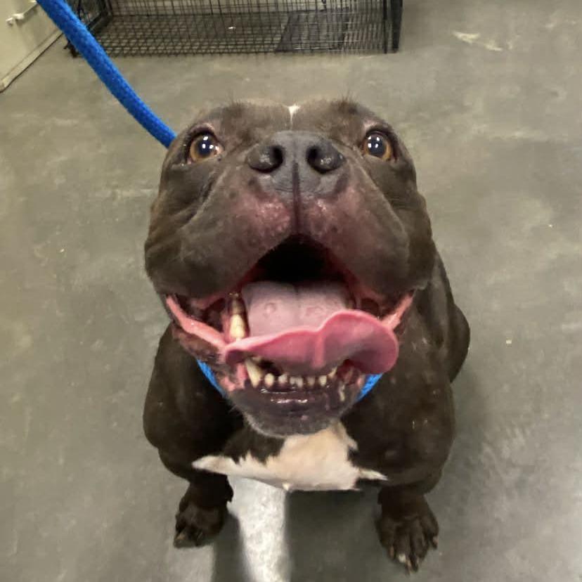 Nessie, Adoptable, Adult Female Mixed Breed.