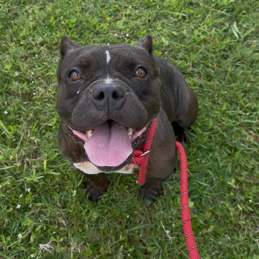 Enlarge Nessie, a Adoptable Mixed Breed in Dickinson, TX image 2/6
