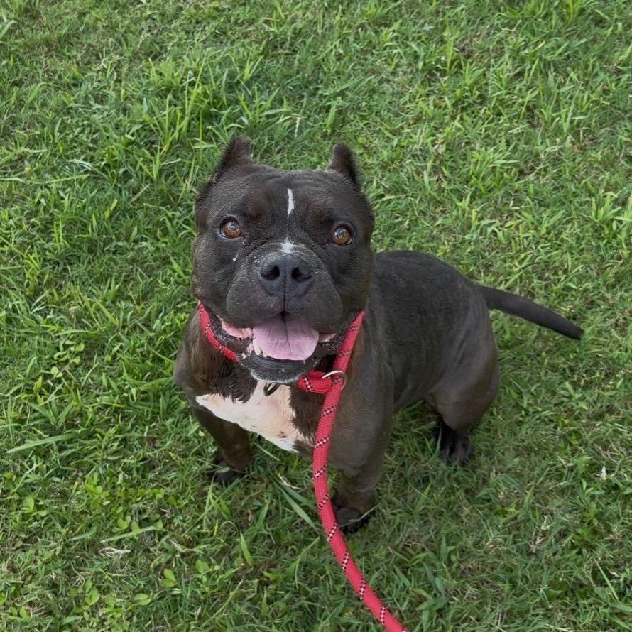 Enlarge Nessie, a Adoptable Mixed Breed in Dickinson, TX image 3/6