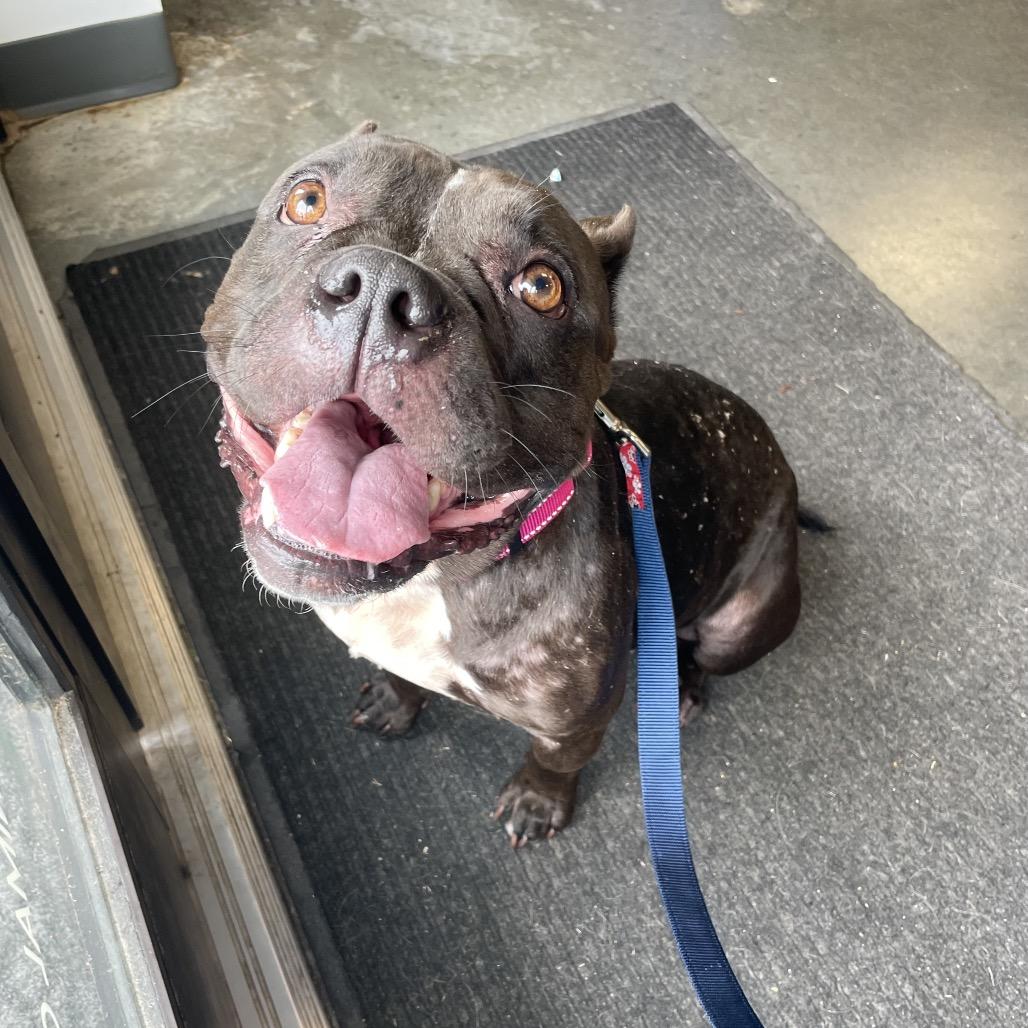 Nessie, a Adoptable Mixed Breed in Dickinson, TX image 2/6
