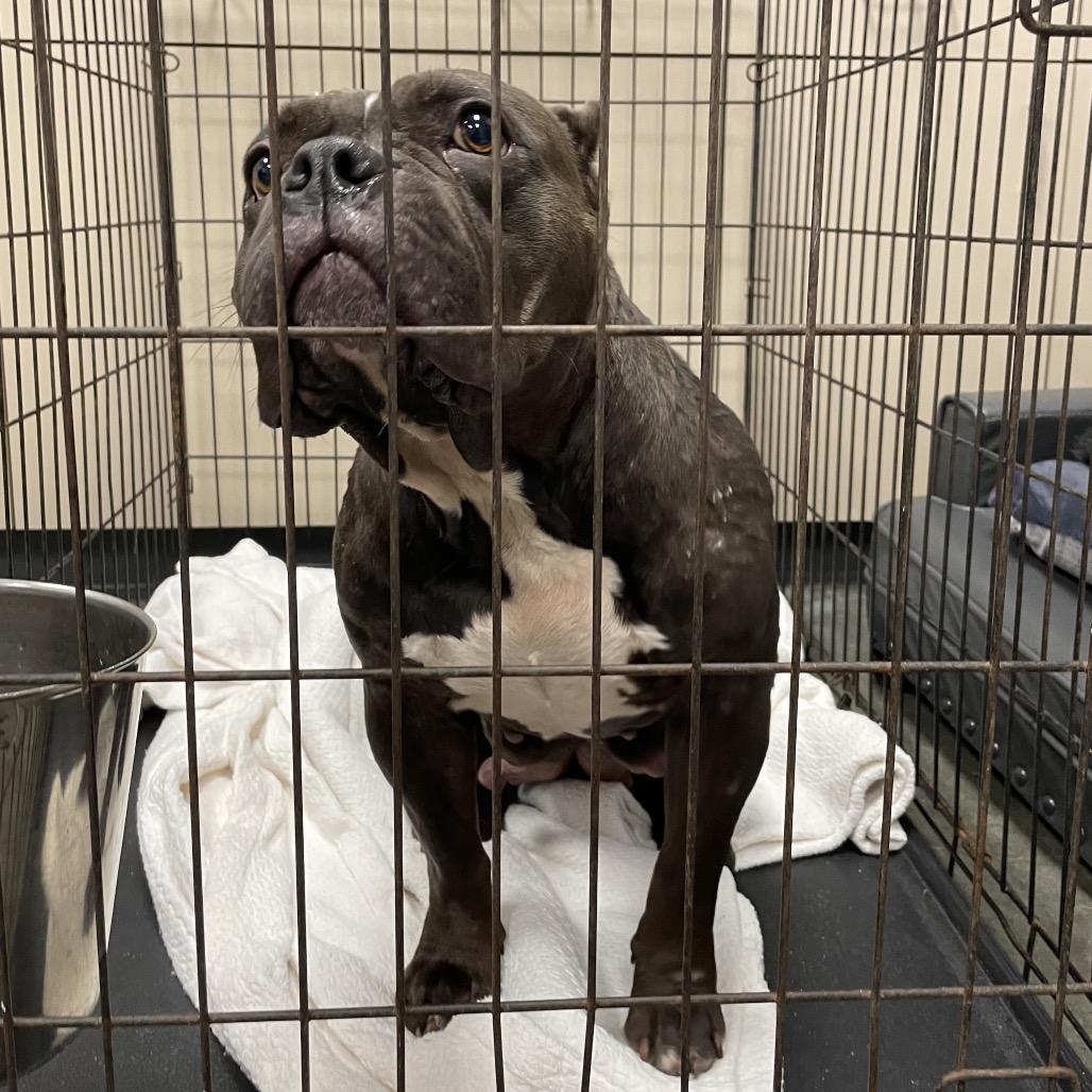 Nessie, a Adoptable Mixed Breed in Dickinson, TX image 3/6