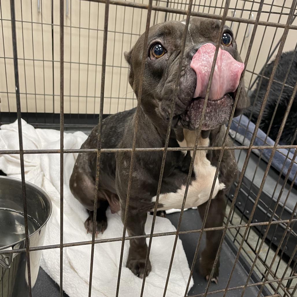 Nessie, a Adoptable Mixed Breed in Dickinson, TX image 4/6