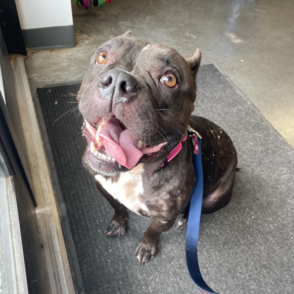 Nessie, a Adoptable Mixed Breed in Dickinson, TX image 5/6