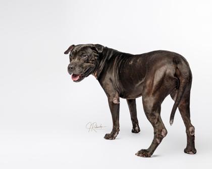 Marcellus, a ADOPTABLE mixed breed in Inverness, FL image 3/3