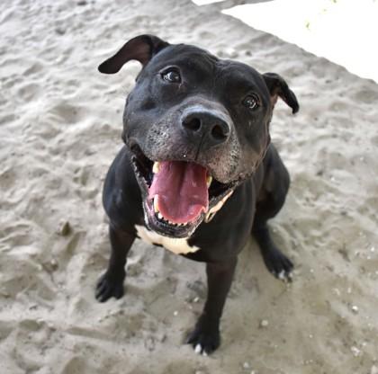 Marcellus, ADOPTABLE, Adult Male American Staffordshire Terrier & Pit Bull Terrier.