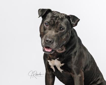 Marcellus, a ADOPTABLE mixed breed in Inverness, FL image 1/3