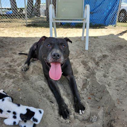 Enlarge Marcellus, a ADOPTABLE mixed breed in Inverness, FL image 2/3