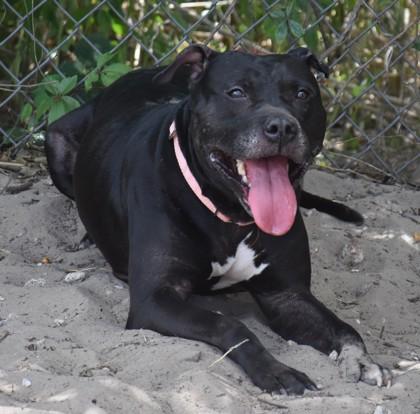 Enlarge Marcellus, a ADOPTABLE mixed breed in Inverness, FL image 3/3