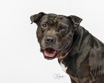 Marcellus, a ADOPTABLE mixed breed in Inverness, FL image 2/3