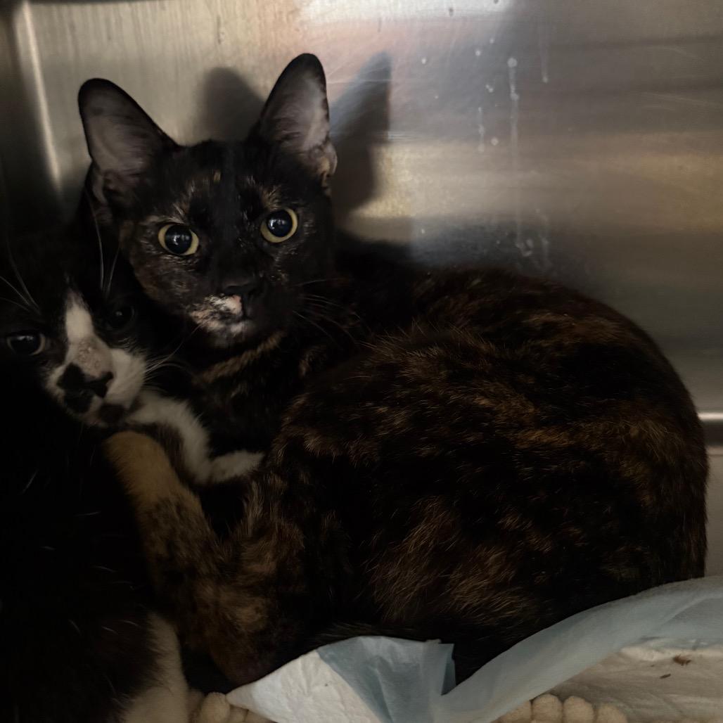 Enlarge Tarte, a Adoptable Domestic Short Hair in Spokane, WA image 1/1