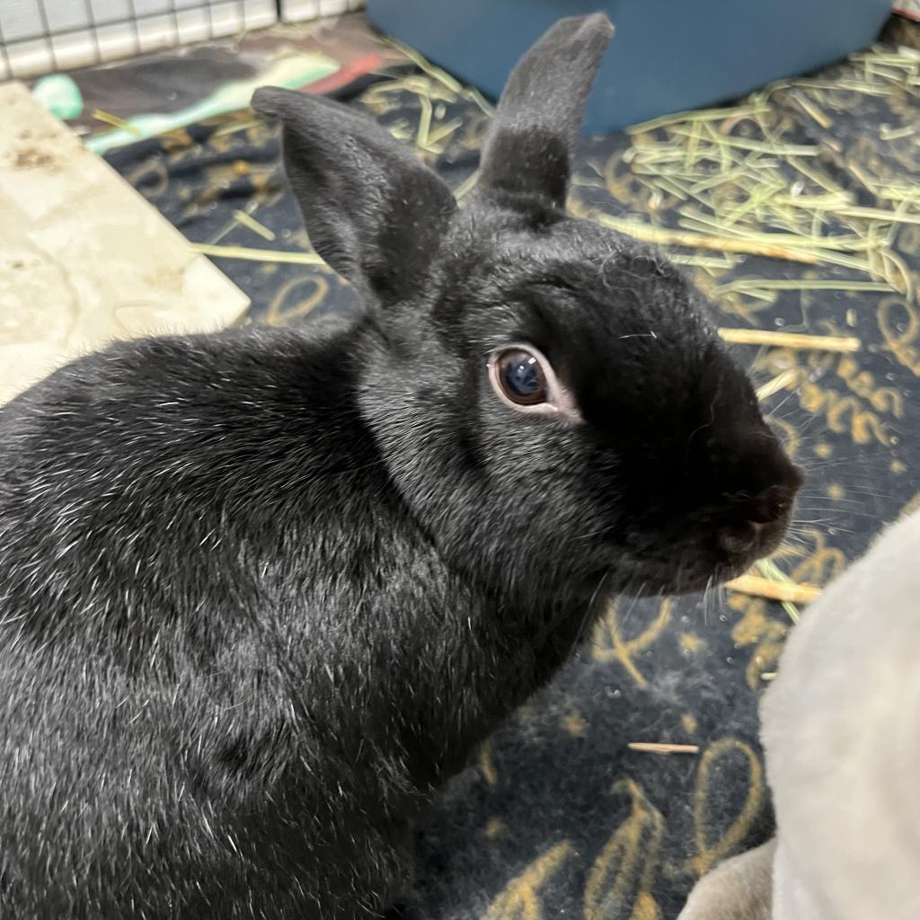 Enlarge Berlioz, a Adoptable American in Kennesaw, GA image 1/2