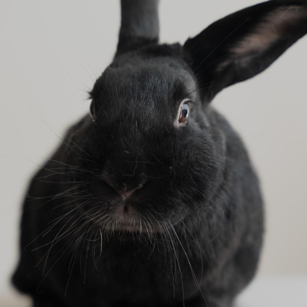 Enlarge Berlioz, a Adoptable American in Kennesaw, GA image 2/2