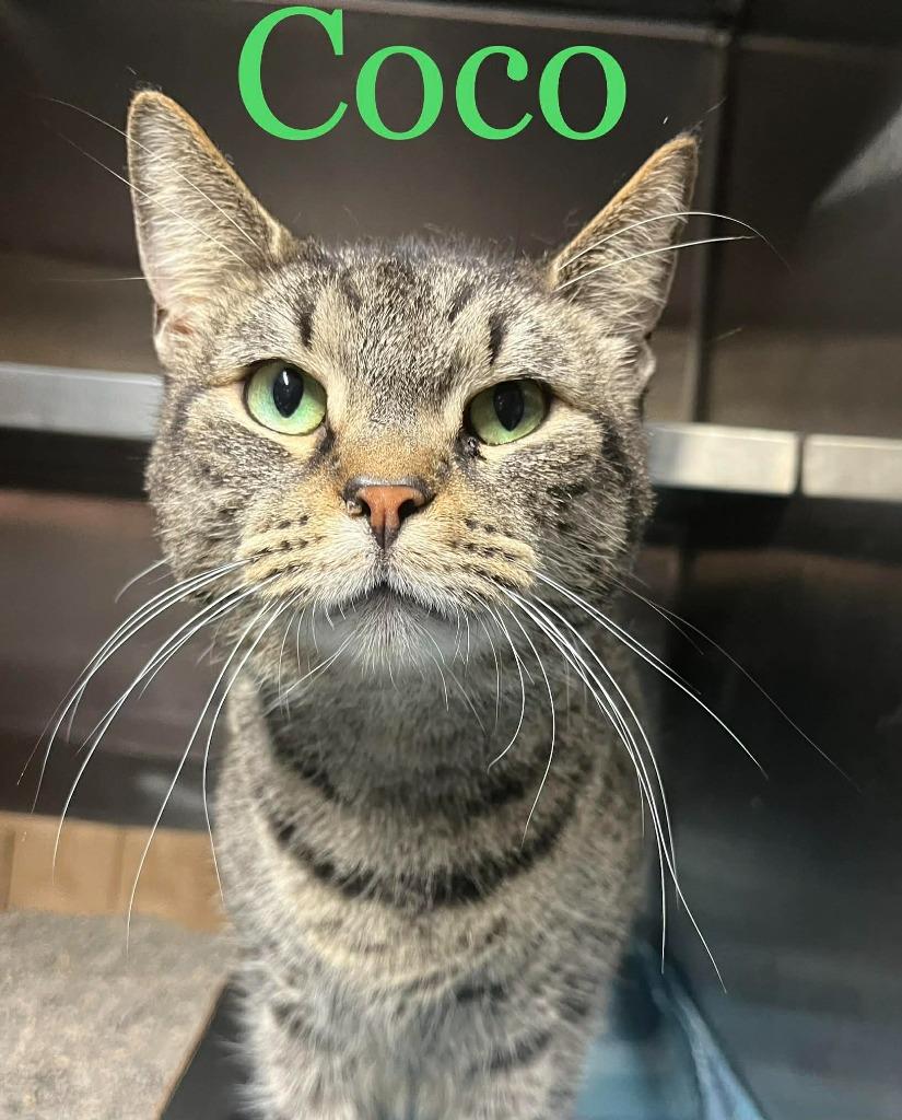 Coco, Adoptable, Adult Female Domestic Short Hair.