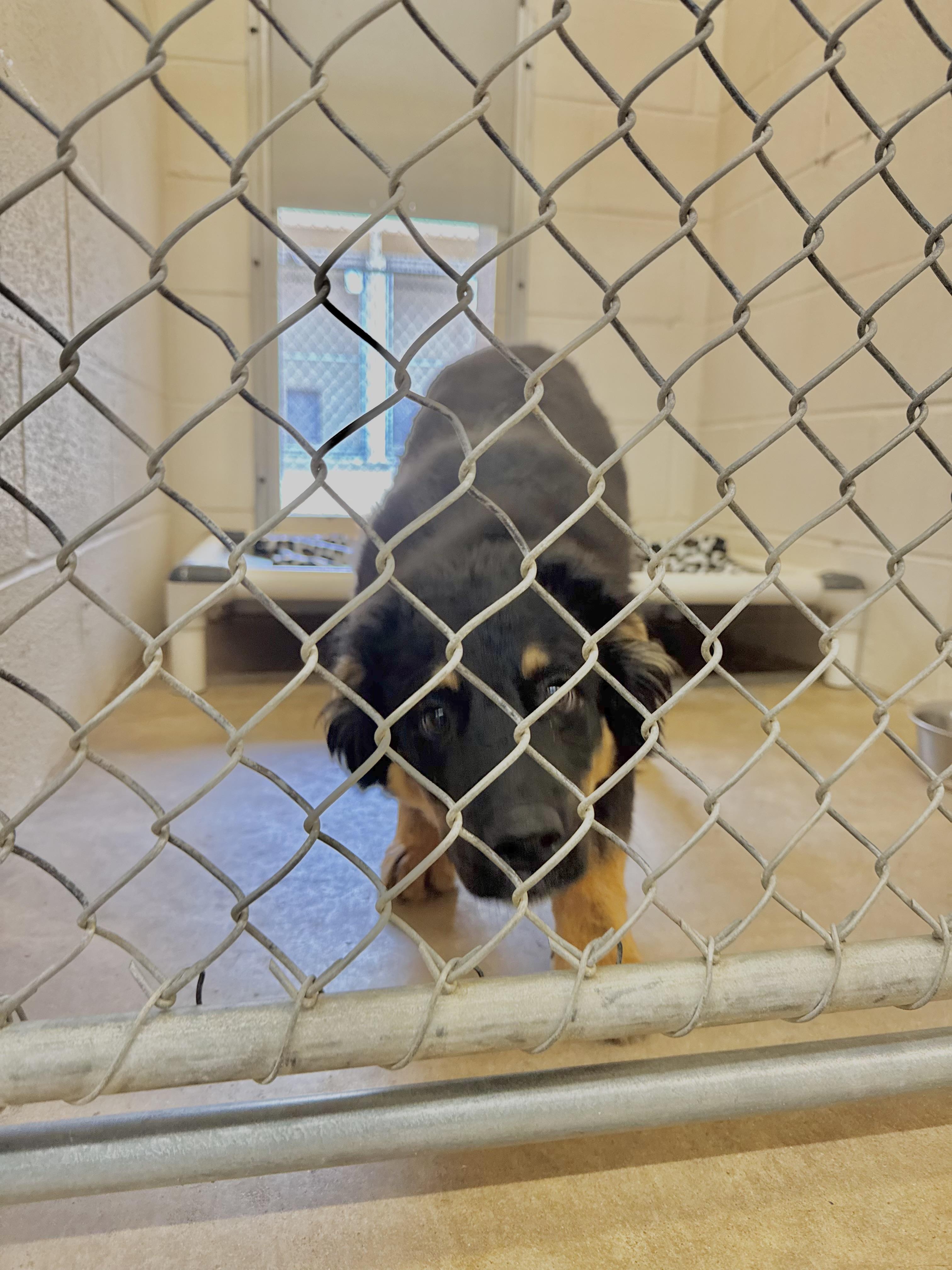 Enlarge Ranger, an adopted Bernese Mountain Dog in Sherman, TX image 2/2
