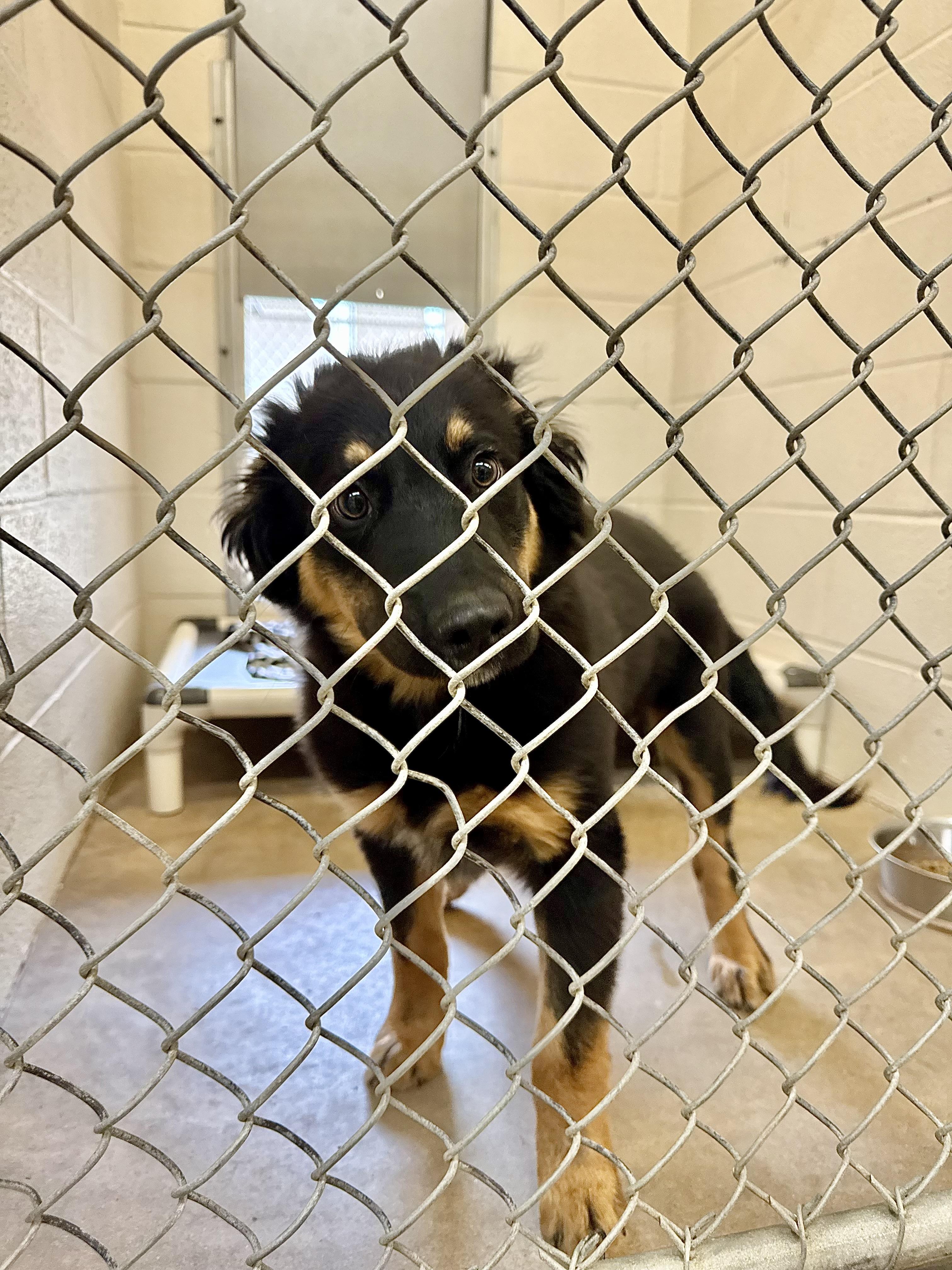 Ranger, adopted, Young Male Bernese Mountain Dog.