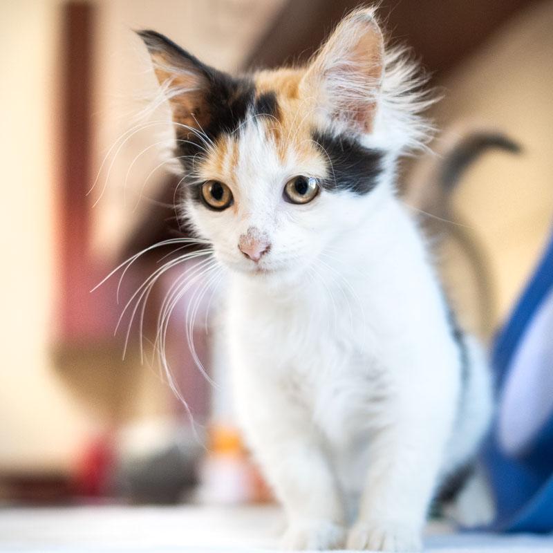 Elphaba, Adoptable, Kitten Female Domestic Medium Hair.