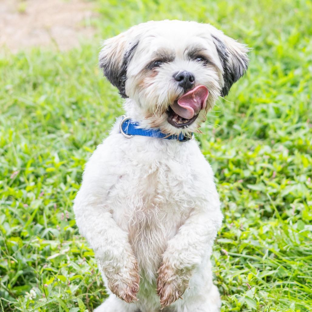 Enlarge Dallas, a Adoptable mixed breed in Wilmington, DE image 1/6