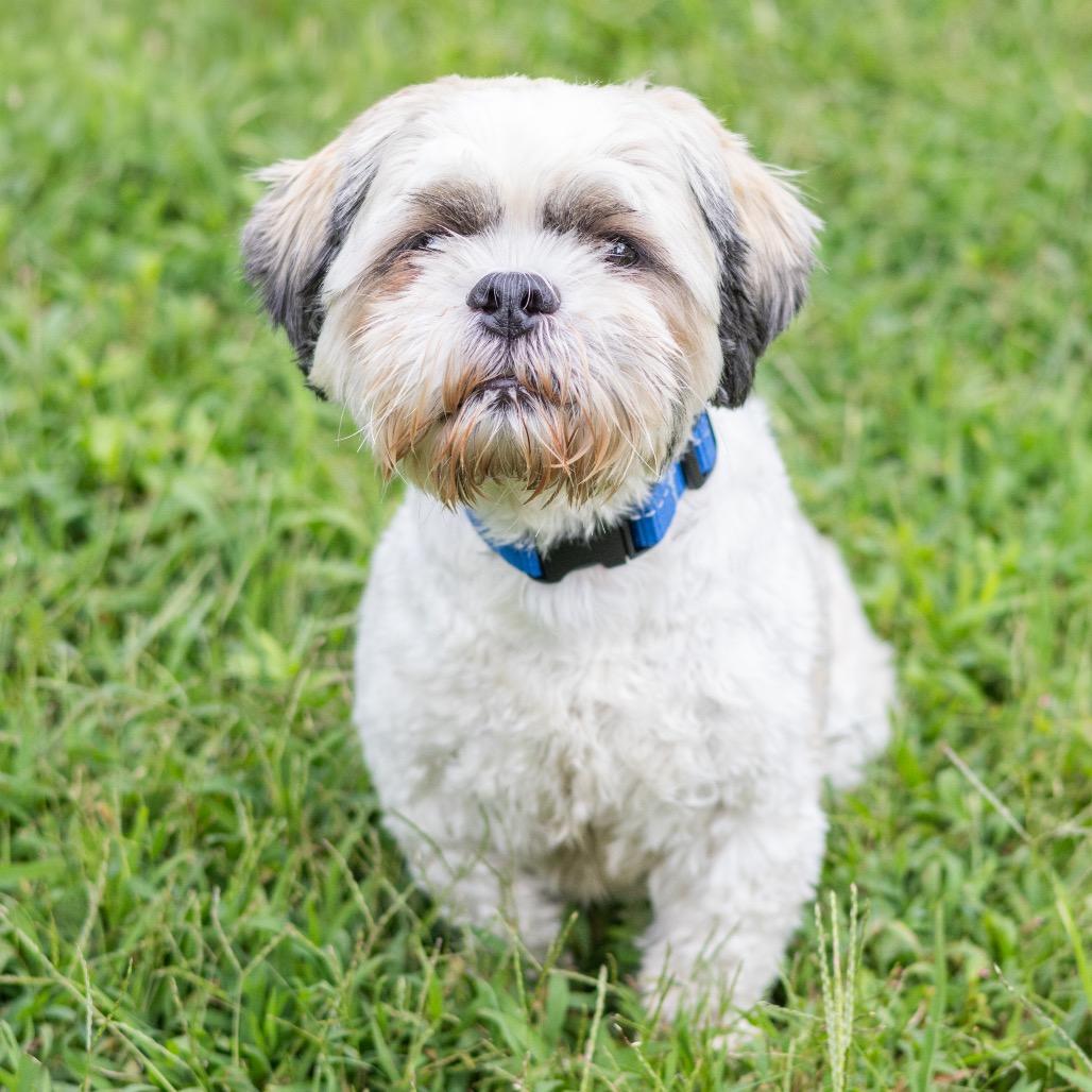 Enlarge Dallas, a Adoptable mixed breed in Wilmington, DE image 4/6