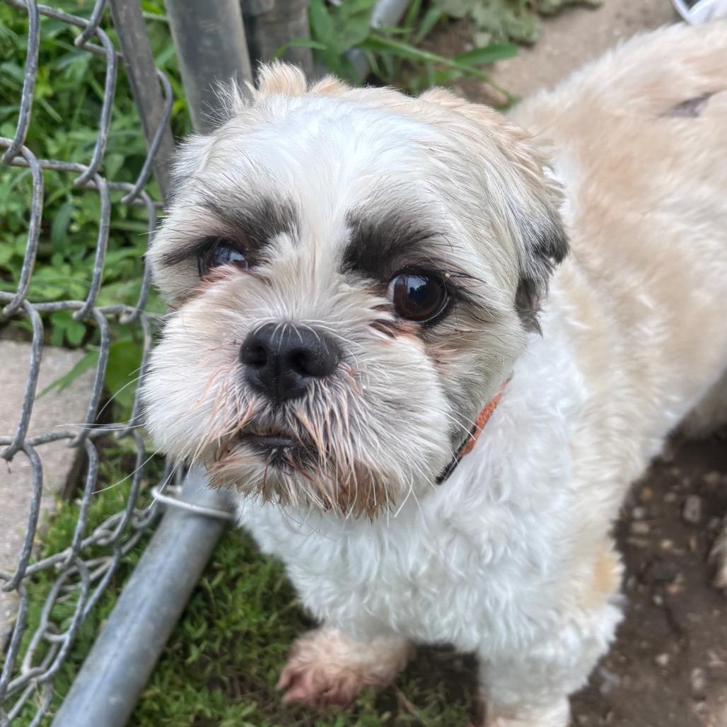 Enlarge Dallas, a Adoptable mixed breed in Wilmington, DE image 5/6
