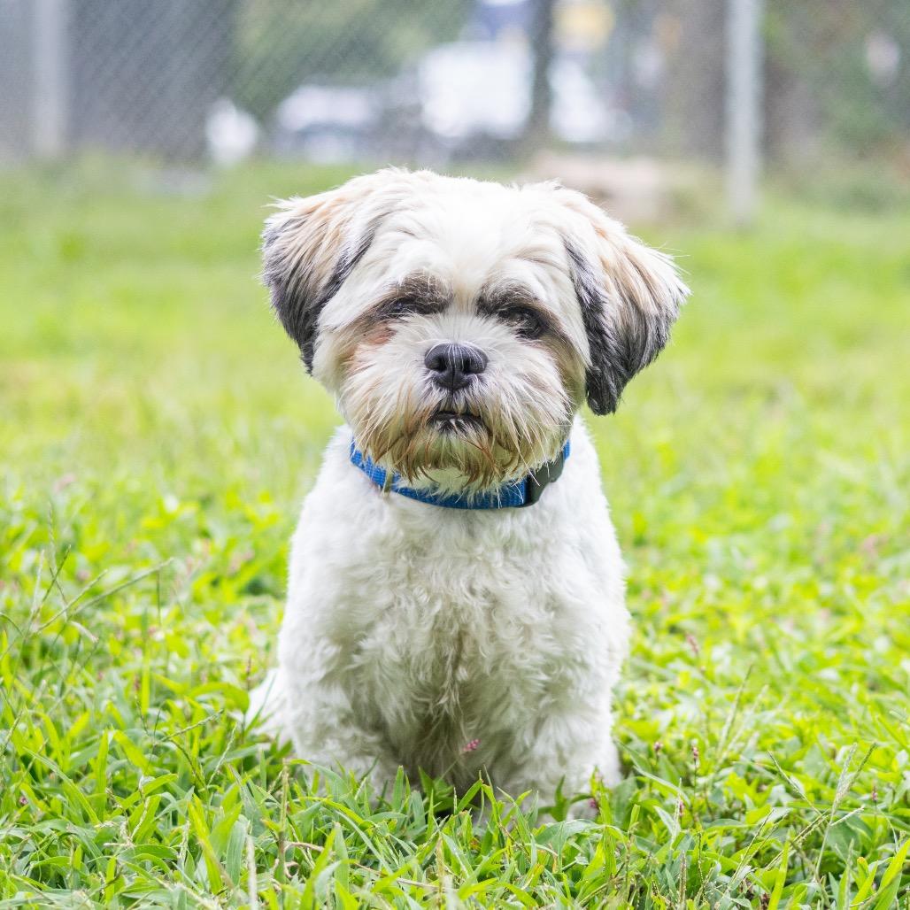 Enlarge Dallas, a Adoptable mixed breed in Wilmington, DE image 6/6