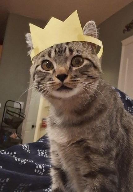 Joey, a Adoptable mixed breed in Buhl, ID image 3/6