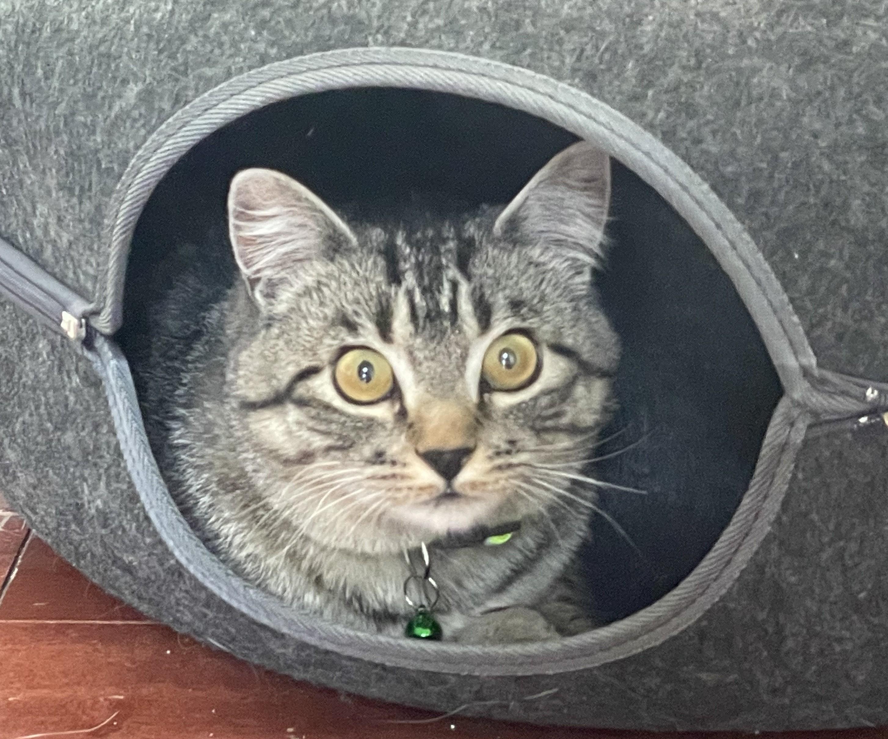 Joey, a Adoptable mixed breed in Buhl, ID image 4/6
