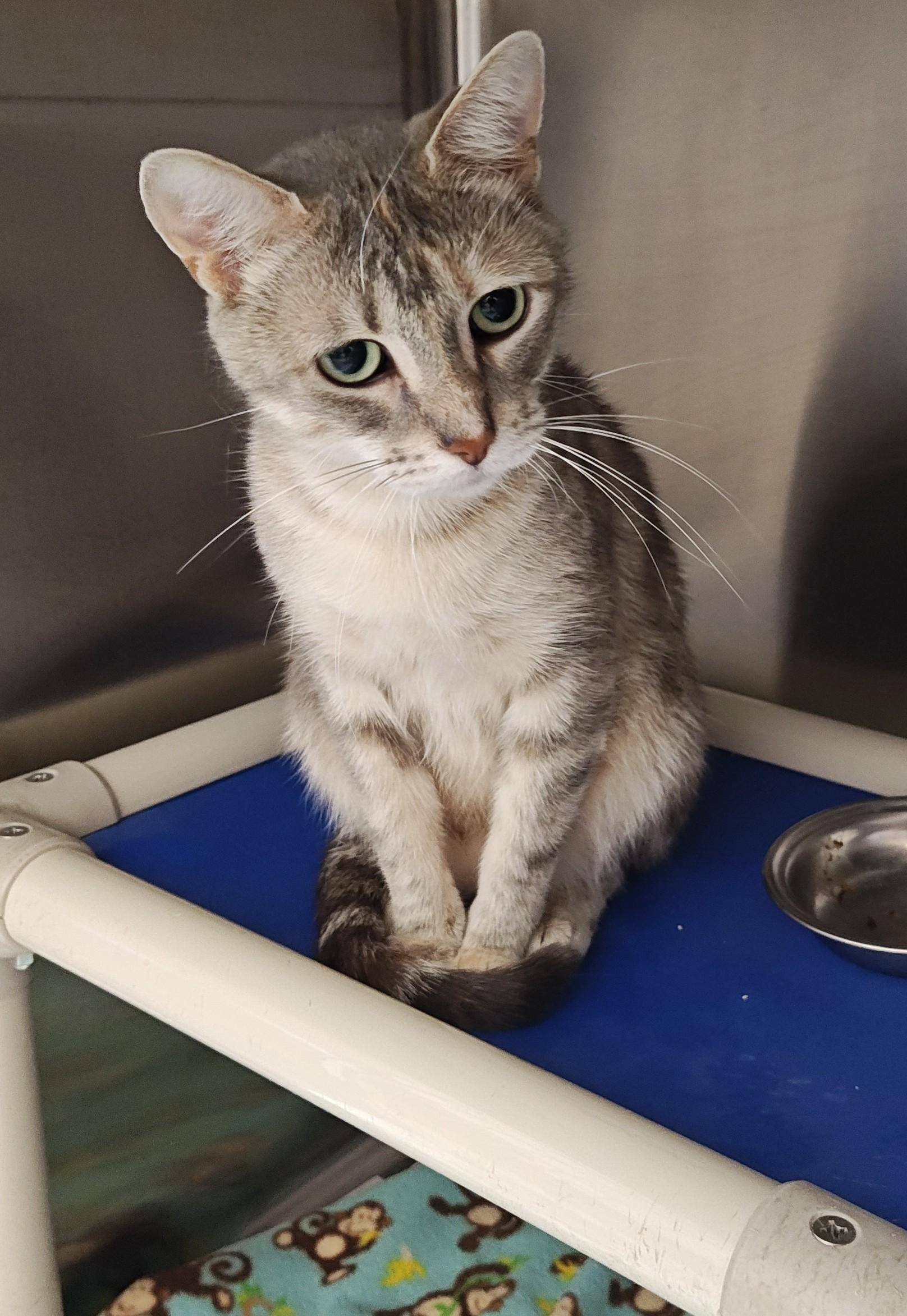 Mama Lindsey, an adoptable Domestic Short Hair in Wahpeton, ND, 58075 | Photo Image 1