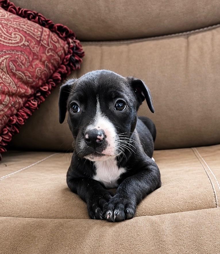 Betsy, Adoptable, Puppy Female Labrador Retriever & Terrier.