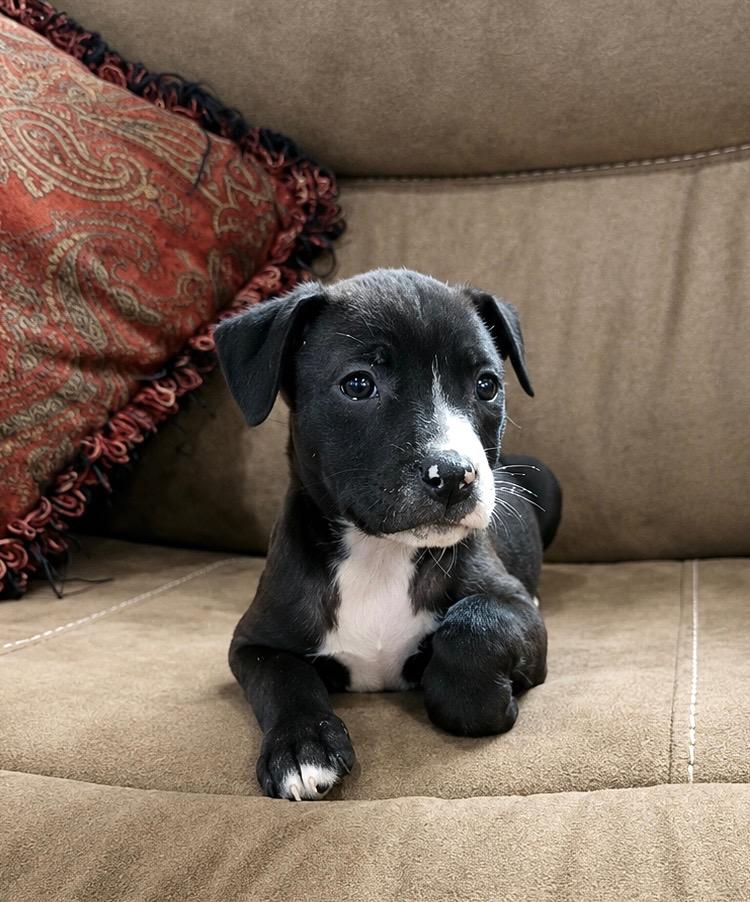 Betsy, a Adoptable mixed breed in Princeton, MA image 2/3