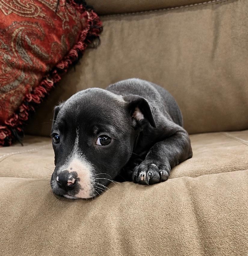 Betsy, a Adoptable mixed breed in Princeton, MA image 3/3