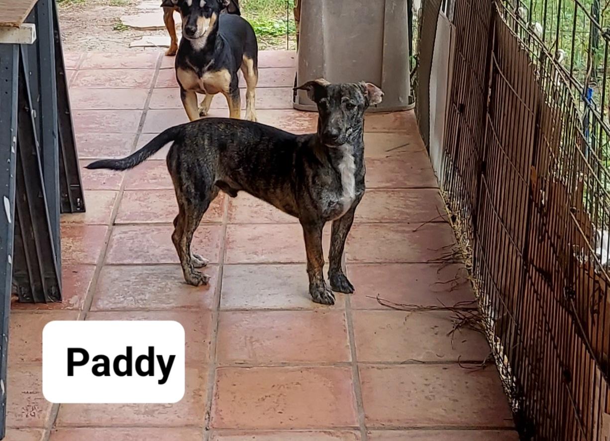 Enlarge Paddy, a Adoptable mixed breed in Danbury, CT image 5/5